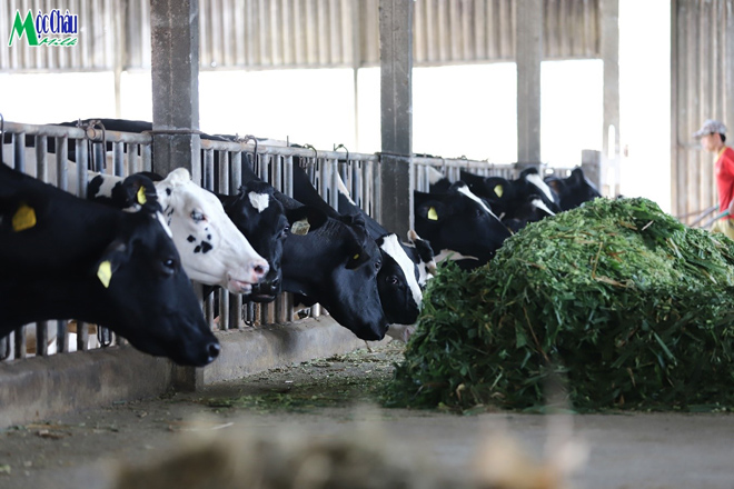 Nhiều hộ nông dân trên Mộc Châu làm giàu từ nghề chăn nuôi bò sữa
