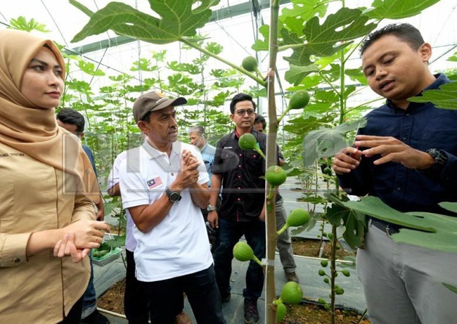 Lúc quay về Malaysia hồi năm 2017, anh trồng vài cây và thấy nó có thể sinh trưởng tốt ở Malaysia.