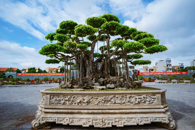 Festival cây cảnh – đá quý – đá phong thủy quy tụ hàng nghìn cây cảnh độc đáo - 1