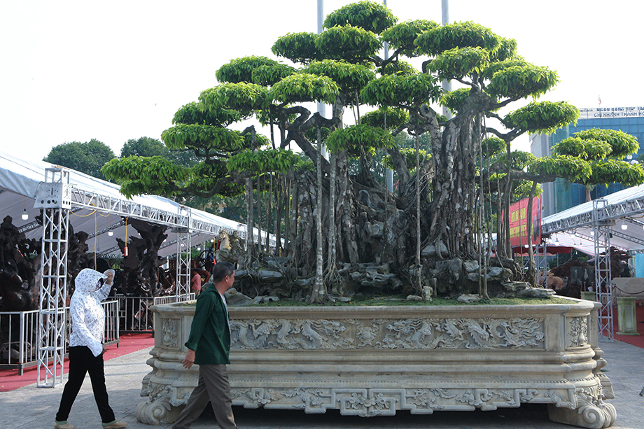 Xuất hiện tại Festival cây cảnh tỉnh Thanh Hóa, một tác phẩm sanh cổ cỡ đại thu hút khá đông du khách đến chiêm ngưỡng, trong đó giới chơi cây cảnh được tận mắt tác phẩm độc đáo lần đầu mang đi triển lãm.