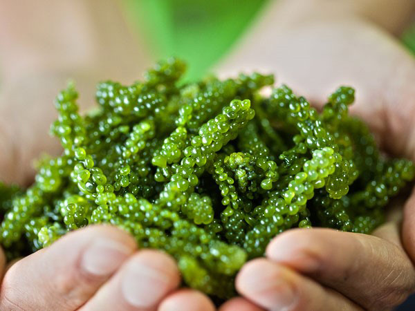 Spirulina được phụ nữ Nhật ưa chuộng vì công dụng thần kỳ trong làm đẹp da