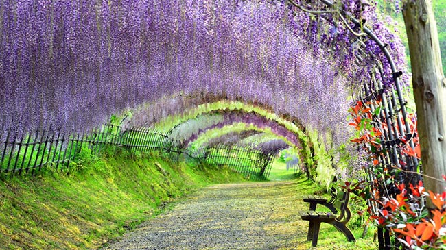 Vườn Kawachi Fuji (Fukuoka):  Đến đây du khách tưởng như mình lạc vào một bức tranh sơn dầu. Khu vườn trưng bày khoảng 150 cây hoa tử đằng của 20 loài khác nhau.
