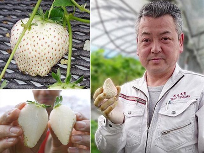 Yasuhito Teshima là người trồng thành công loại dâu tây trắng có tên Shiroi Houseki ở Nhật Bản và thế giới.