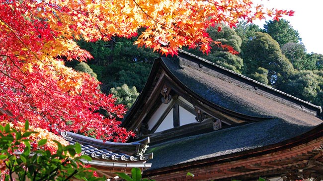 Đền Saimyoji (Shiga): Nằm trong dãy núi Suzuka, Đền Saimyoji là một trong bộ 3 ngôi đền cổ Tendai Buddism. Ngôi đền nổi tiếng với những tán lá màu đỏ và màu cam tuyệt đẹp bao quanh nó vào mùa thu. 
