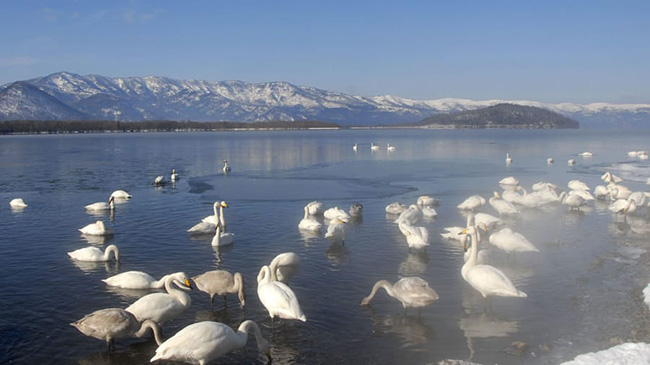 Hồ Kussharo (Hokkaido): Khoảng 300 con thiên nga thường di cư đến hồ Kussharo mỗi mùa đông. Các suối địa nhiệt ngăn không cho băng hình thành dọc theo bờ cát mặc dù phần lớn bề mặt nước đóng băng.
