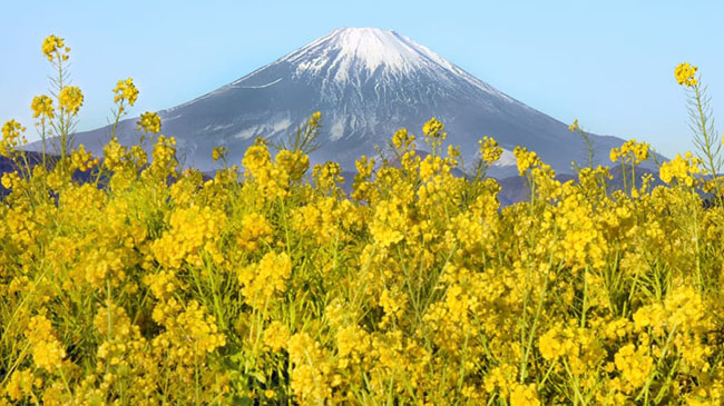 Núi Phú Sĩ: 1 trong 3 ngọn núi linh thiêng của Nhật Bản và là một trong những điểm tham quan tự nhiên nổi bật nhất, là biểu tượng của nước Nhật.
