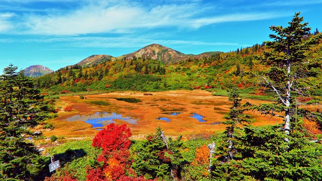 Hồ Koya (Niigata): Mùa thu trên núi Hiuchi mang đến những màu sắc ngoạn mục trên hồ Koya. Đây là hồ nước nông được phủ kín một thảm thực vật với nhiều màu sắc rực rỡ đỏ, cam, vàng và xanh lục.
