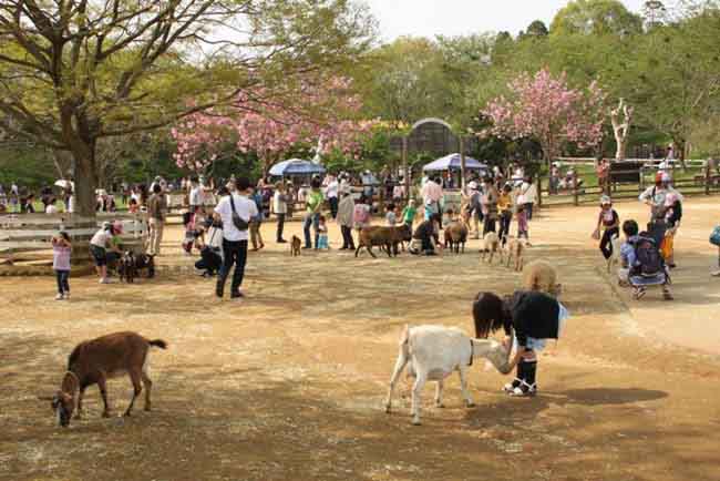 Muốn du lịch Nhật Bản tiết kiệm hãy ghé 5 địa điểm hấp dẫn này - 3