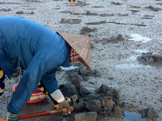 Tuy nhiên, để đi săn được thứ vàng dưới lòng cát này, những phụ nữ nơi đây chỉ bắt đầu công việc vào lúc thuỷ triều xuống.