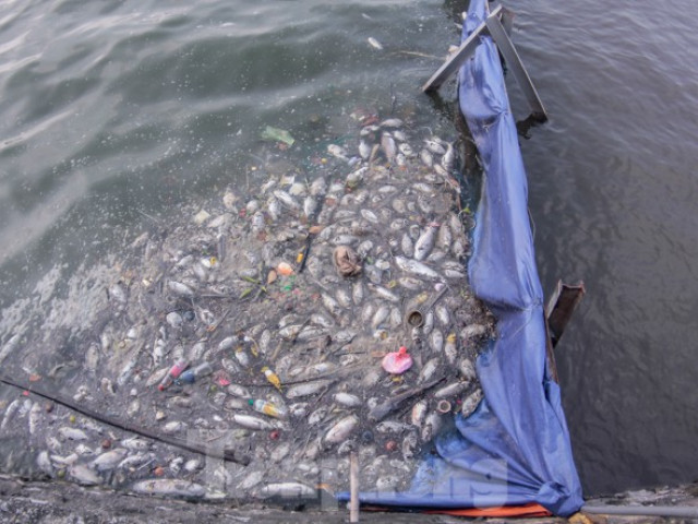 Xuất hiện nhiều cá chết ngoài khu thí điểm thả cá Koi ở Hồ Tây, sông Tô Lịch