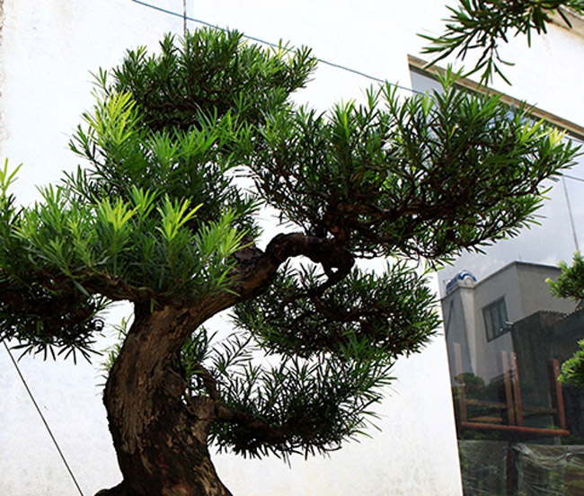 Để có những cây tùng bonsai như thế này, người chăm sóc đã phải tốn rất nhiều thời gian để tỉa cành cũng như uốn nắn.