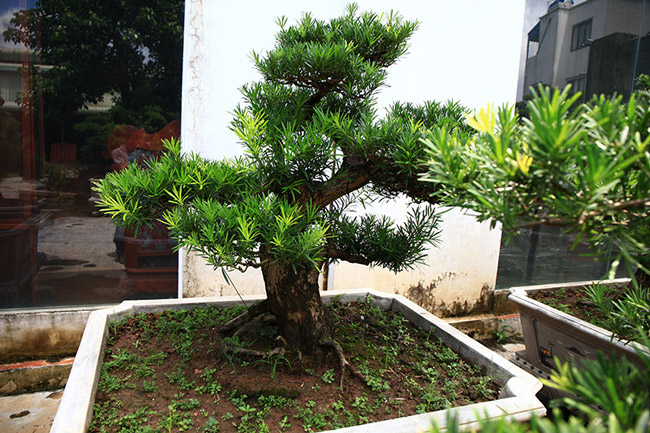 Cây bonsai này có giá 1 tỷ đồng.