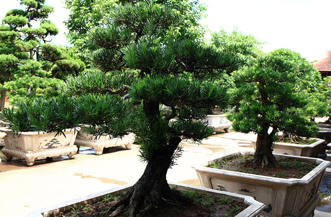Mỗi mầm, nhánh của tùng bonsai khi đã nảy mầm, hình thành mà bị cắt tỉa đi, nó sẽ chột hoàn toàn hoặc mất rất nhiều năm sau mới nảy một mầm khác.