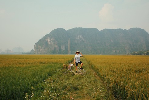 Lúa trải vàng ở &#34;thánh địa sống ảo Ninh Bình&#34; - 3