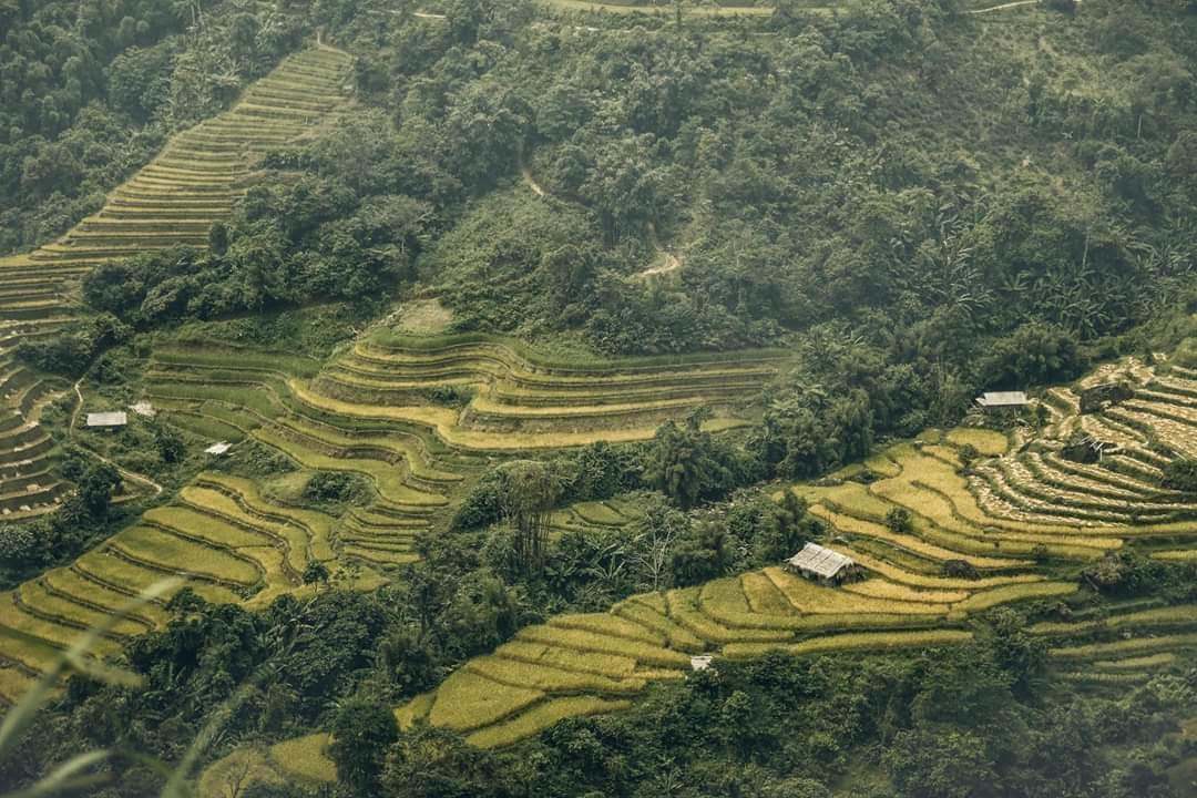 Nhiếp ảnh gia trẻ Sài thành mê đắm mùa vàng Hà Giang - 3