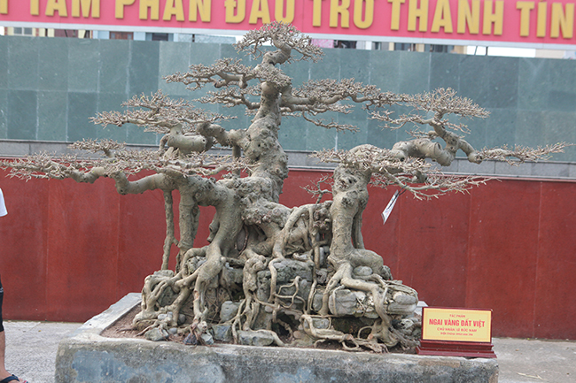 Sở dĩ tác phẩm có tên “Ngai vàng đất Việt” vì nhìn thế cây giống ngai vàng nên anh em, bạn bè đặt cho cái tên như vậy, chủ nhân tác phẩm cho biết.
