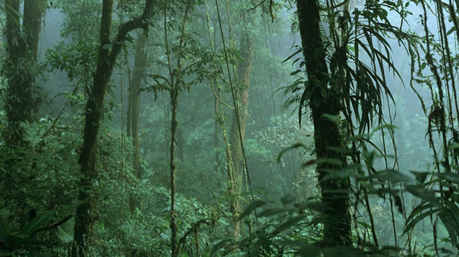 Khu bảo tồn rừng tại Monteverde, Costa Rica: Nhiều loài chim quý hiếm cùng những con đường mòn quanh tại đây luôn níu chân những người yêu thích thiên nhiên.

