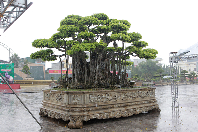 Trong ngày đầu của Festival, một doanh nhân người Nhật Bản định giá cây khoảng 20 triệu USD (460 tỷ đồng)