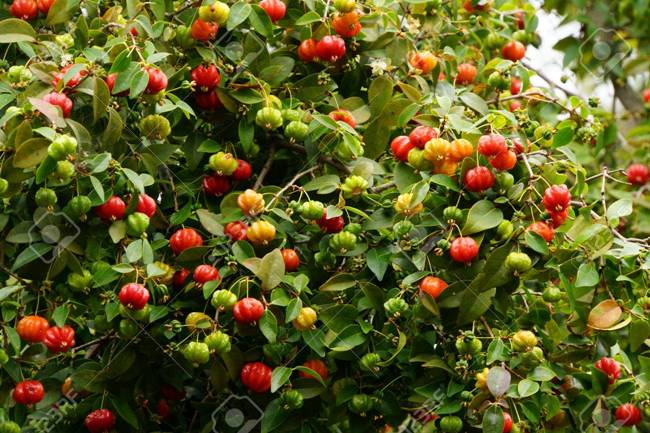 Mỗi quả cherry Surinam có 8 múi và chứa 2-3 hạt. Bên trong có hàm lượng vitamin A, C cao.