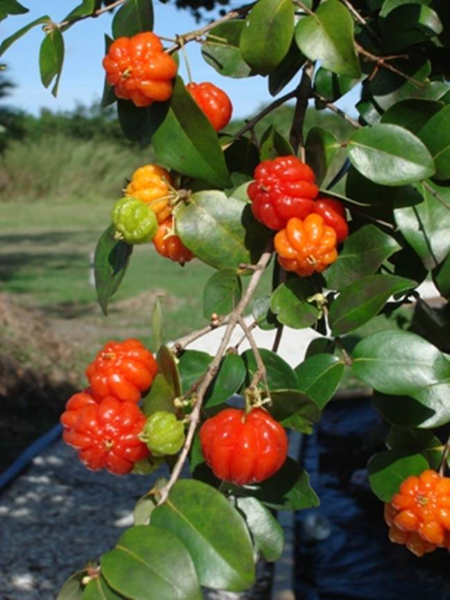 Giá bán của Cherry Surinam hiện khoảng 4,5 Euro/kg (khoảng 115.000 đồng/kg). Còn cây giống được rao bán ở Việt Nam khoảng 350.000 đồng/cây.