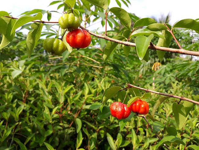 Hương vị của chúng được đánh giá là khá giống xoài. Cherry Surinam chứa nhiều chất tốt cho sức khỏe, có thể ăn trực tiếp hoặc dùng làm mứt.