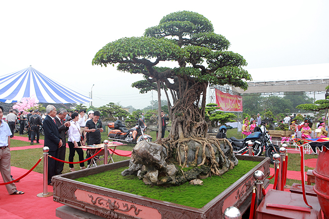 Chủ nhân của tác phẩm cho rằng, mình chưa bao giờ định giá tác phẩm bao nhiêu tiền. Nhiều doanh nhân ngỏ ý mua nhưng ông không bán. “Giới chơi cây cảnh trong nước và nước ngoài định giá cây của tôi bao nhiêu tiền đi chăng nữa tôi cũng không quan tâm bởi đây là bùa hộ mệnh mang lại nhiều tài lộc, may mắn cho mình”, ông Thành nói.