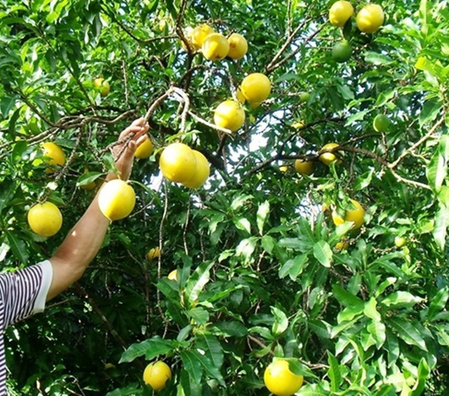 Abiu là loại trái cây có vỏ màu vàng mịn, phần ruột bên trong ngọt giống thạch. Nó có tên khác là Pouteria caimito.