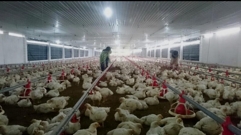 Người chăn nuôi trong nước kêu cứu giá bán thấp, thua lỗ do gà nhập khẩu giá rẻ tràn vào nhiều.&nbsp;