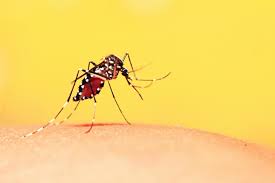 Muỗi – Tác nhân chính gây ra dịch sốt xuất huyết