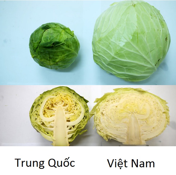 Phân biệt bắp cải Việt Nam và Trung Quốc