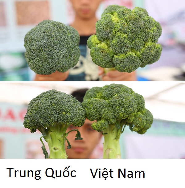 Súp lơ xanh Việt Nam và súp lơ xanh Trung Quốc