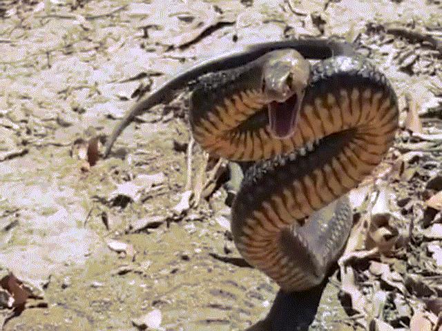 Úc: Rùng mình cảnh rắn độc thứ hai thế giới đứng lên bằng đuôi đuổi theo đớp người
