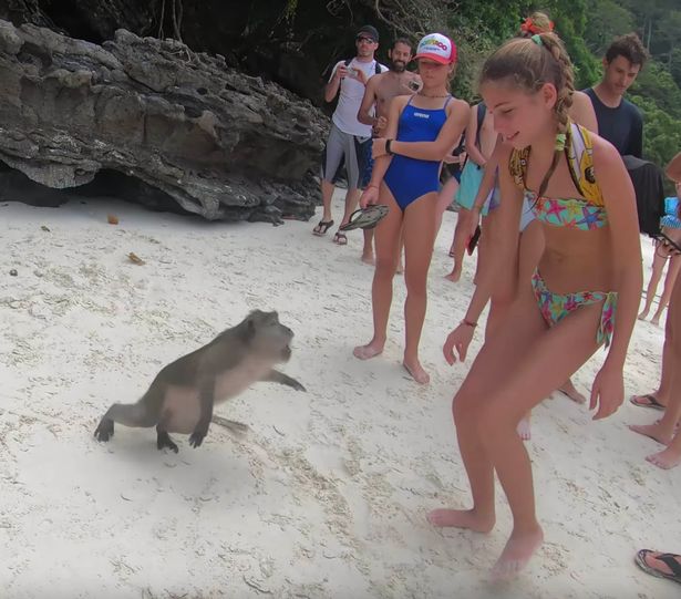 Khỉ say nổi điên tấn công du khách trên bãi biển - 1