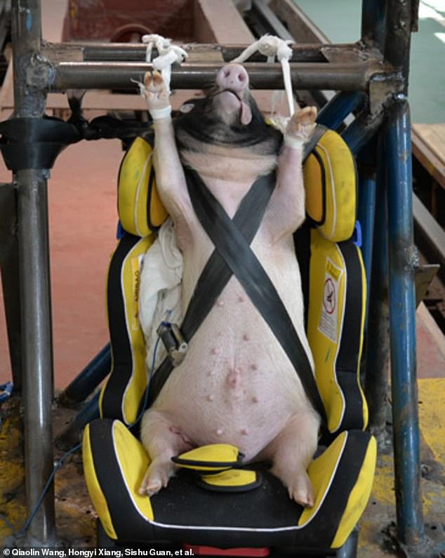 Lợn bị buộc ngồi trên ghế với mô phỏng va chạm ở tốc độ khoảng 50 km/giờ.