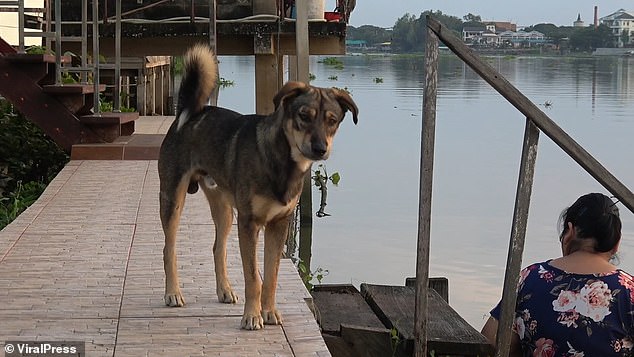 Chú chó hàng ngày ra bến tàu mong chủ.