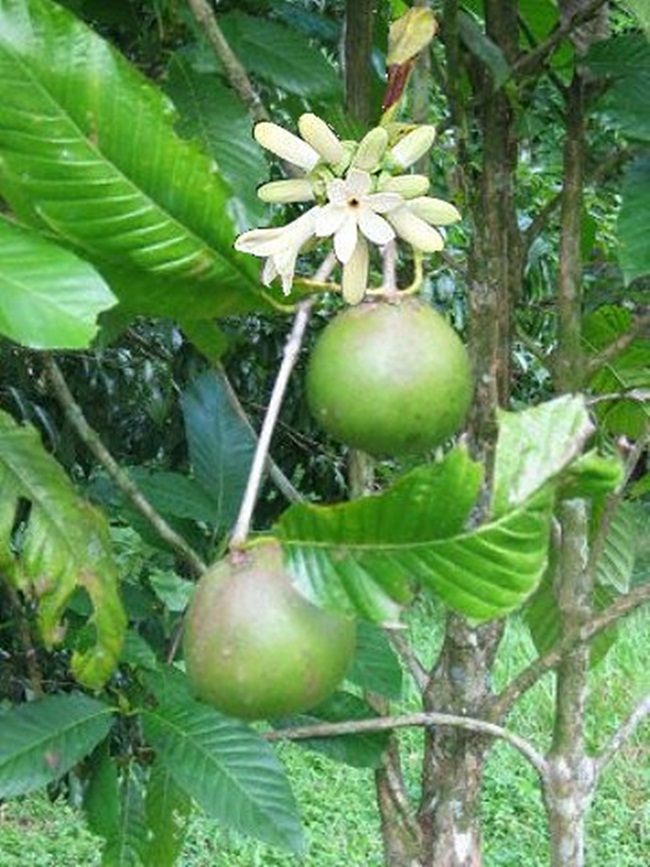 Loại cây này có nhiều ở khu vực Tây Bắc Colombia và tỉnh Esmeraldas, Ecuador. Trước đây chúng mọc hoang trong các cánh rừng nhiệt đới ở khu vực Amazon.