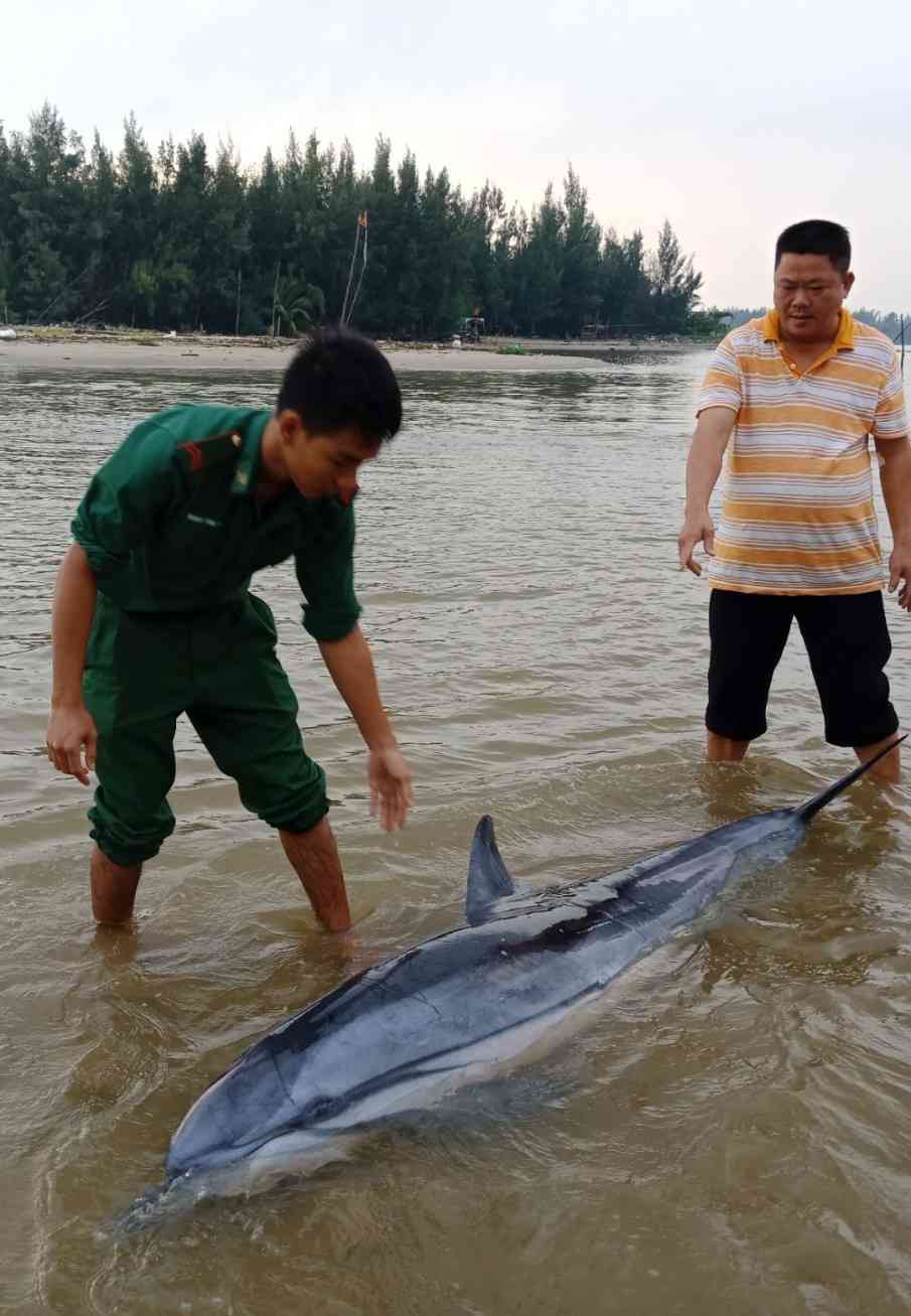 Các chiến sĩ biên phòng cùng ngư dân đưa cá heo trở lại biển