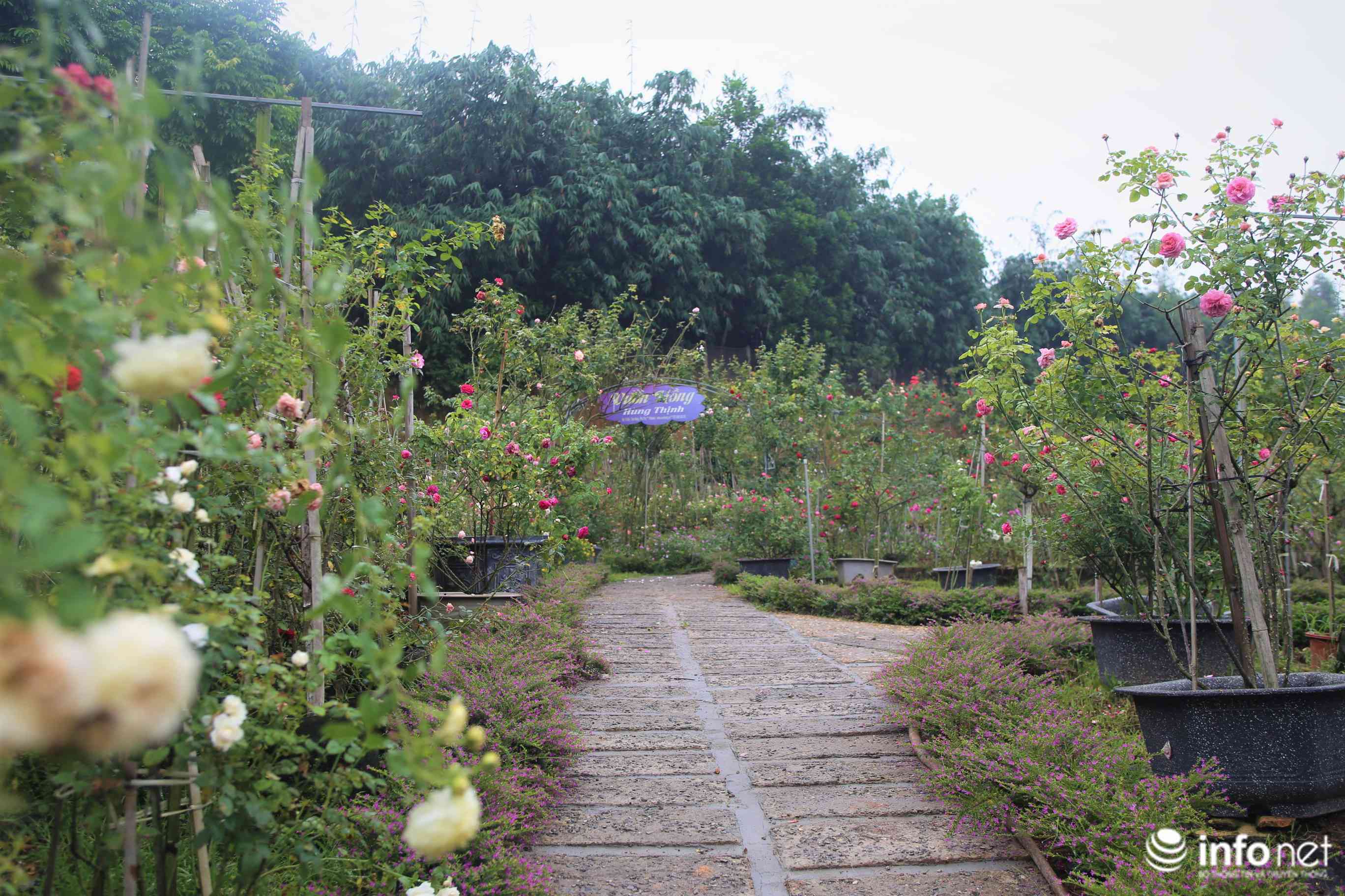 Vườn hoa nhà anh Đào Mạnh Hùng.