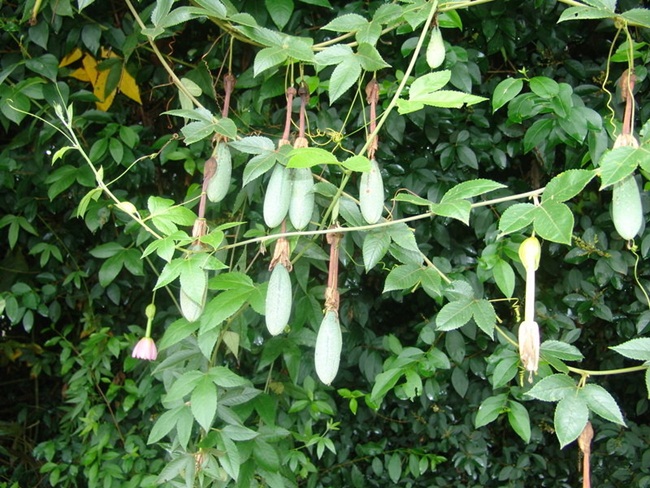 Curuba là một loại quả đặc biệt vì nhìn bên ngoài hình dáng giống quả chuối nhưng bên trong ruột lại khá giống chanh leo với nhiều hạt.