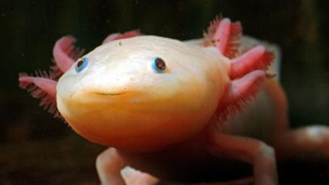 Cách đây mấy năm, dân chơi cá cảnh ở Việt Nam từng phát sốt với loại kỳ giông có tên là Axolotl (Ambystoma mexicanum).