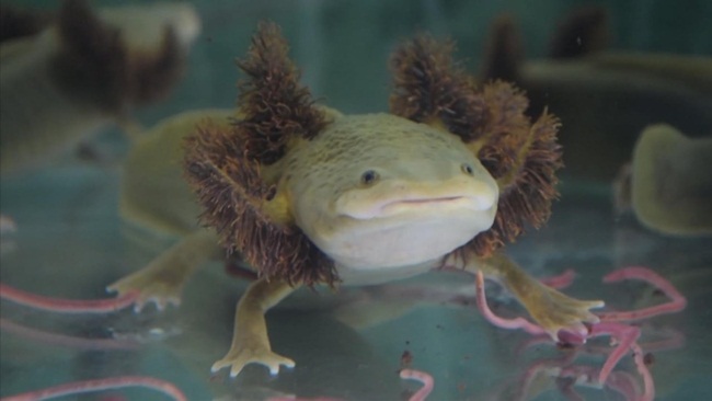 Kỳ giông Axolotl còn được gọi là kì giông&nbsp;Mexico là loài bản địa ở&nbsp;hồ Xochimilco và hồ Chalcot thuộc&nbsp;trung tâm thủ đô Mexico City.