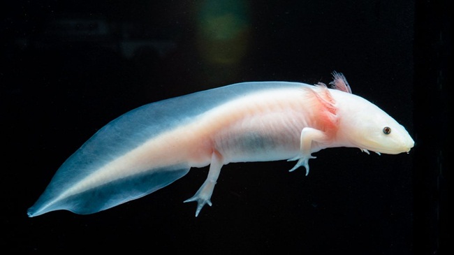 Axolotl là loài ăn thịt. Thức ăn của chúng là các&nbsp;con mồi nhỏ như giun, côn trùng và cá nhỏ trong tự nhiên.&nbsp;