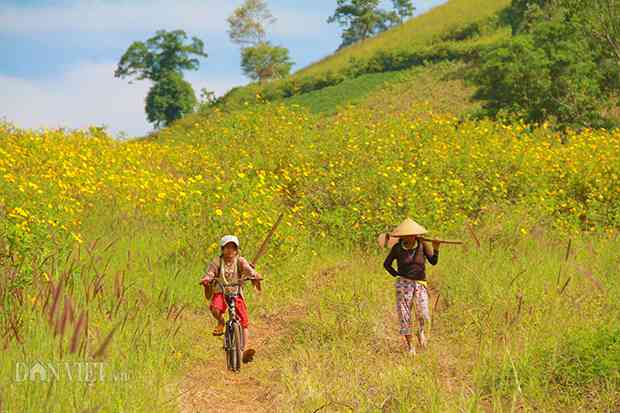 Nhìn từ chân ngọn núi, hoa dã quỳ nở rộ, vàng rực bao trùm núi lửa Chư Đăng Ya.&nbsp;Ảnh: Văn Hà