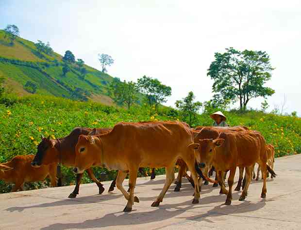 Cung đường hoa này cũng là&nbsp;con đường đi lại&nbsp;hàng ngày của người dân địa phương, như một bức tranh&nbsp;sinh động hòa quyện giữa con người và thiên nhiên. Ảnh: Văn Hà