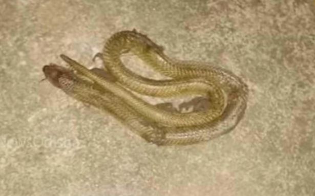 Con rắn hổ mang dài 1,5 mét bi khuất phục.