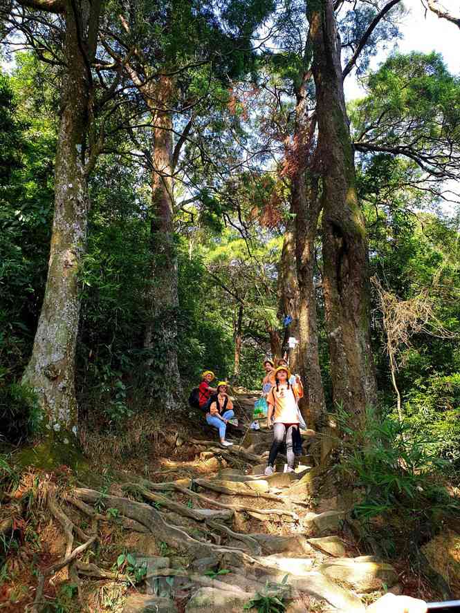 Nằm giữa non thiêng Yên Tử, đường Tùng với những cây tùng hơn 700 năm tuổi đã trở thành hàng cây trồng cổ nhất Việt Nam.