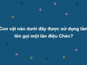 Giáo dục - du học - Trả lời đúng trọn bộ câu hỏi này chứng tỏ bạn không phải dạng vừa