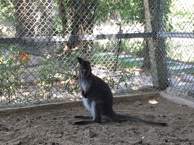 Loài chuột túi wallaby