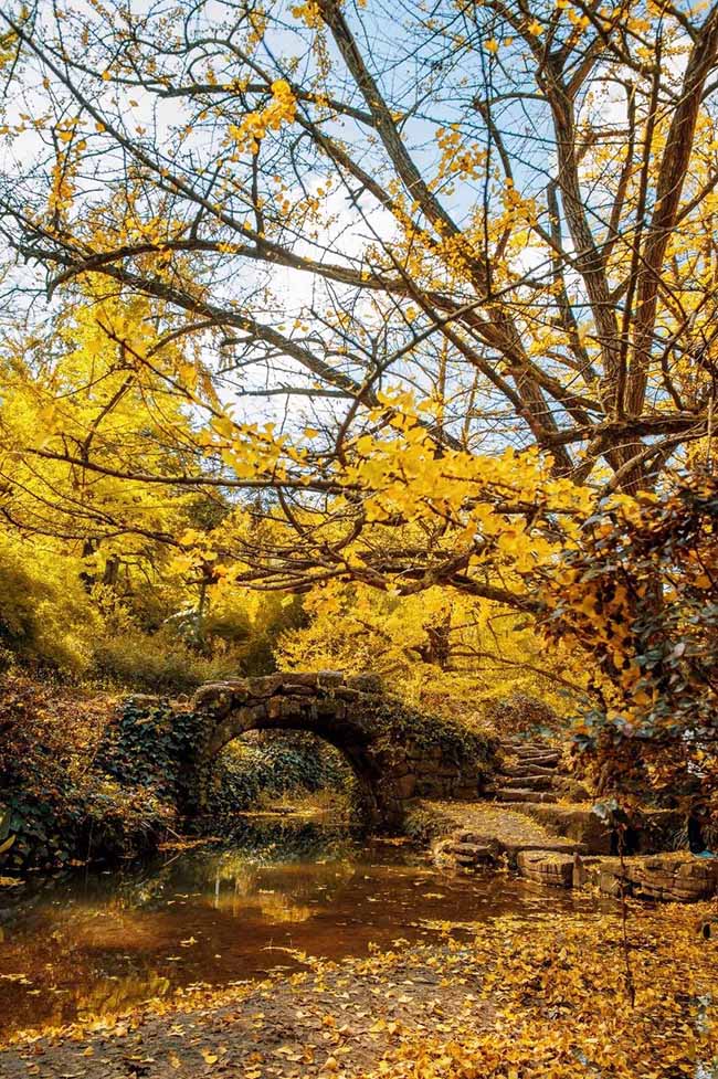 3.Làng Tule, nơi có hơn 1200 cây bạch quả cổ 300 tuổi. Vào mùa thu, khách du lịch đổ xô đến đây để ngắm lá vàng bay trong gió.
