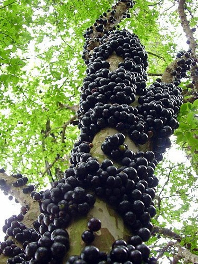 Ở Việt Nam, cây này được gọi là cây nho thân gỗ có giá 200.000 đồng - 500.000 đồng/cây, thậm chí có những cây lâu năm dáng đẹp được rao bán tới 5 triệu đồng.